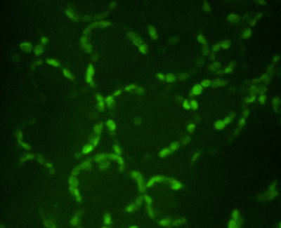 植物启动子筛选