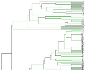 UPGMA遗传距离分析